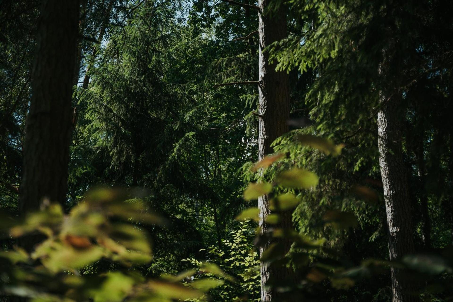 Forest Cabin - 50Min Od Warszawy Wola Polska ภายนอก รูปภาพ